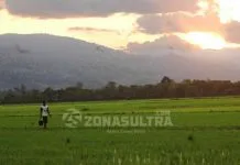 Tujuh Kecamatan di Kolaka Jadi Sentra Produksi Beras Ilustrasi sawah