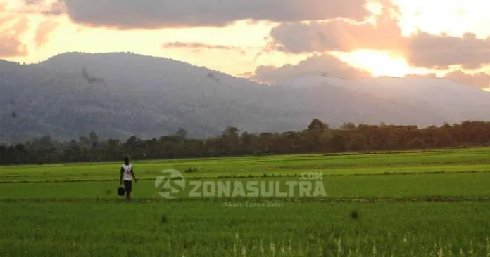petani_sultra_ilustrasi_sawah1 Ilustrasi sawah