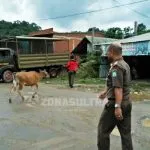Tegakkan Perda Ternak, Satpol PP Bombana Tangkap 9 Ekor Sapi Warga Tegakkan Perda Ternak, Satpol PP Bombana Tangkap 9 Ekor Sapi Warga