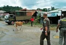 Tegakkan Perda Ternak, Satpol PP Bombana Tangkap 9 Ekor Sapi Warga Tegakkan Perda Ternak, Satpol PP Bombana Tangkap 9 Ekor Sapi Warga