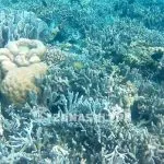 terumbu_karang_SAPONDA_LAUT