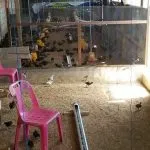 Pemkot Kendari Sebut Ternak Unggas Bisnis yang Menjanjikan Pemkot Kendari Sebut Ternak Unggas Bisnis yang Menjanjikan