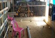 Pemkot Kendari Sebut Ternak Unggas Bisnis yang Menjanjikan Pemkot Kendari Sebut Ternak Unggas Bisnis yang Menjanjikan