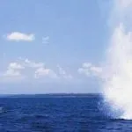 Pengeboman Ikan di Butur Mulai Berkurang ilustrasi bom ikan