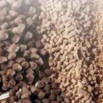 Peternak Keluhkan Sulitnya Memperoleh Pakan Ternak di Kendari Peternak Keluhkan Sulitnya Memperoleh Pakan Ternak di Kendari