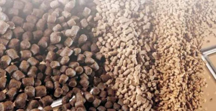 Peternak Keluhkan Sulitnya Memperoleh Pakan Ternak di Kendari