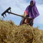 Salurkan Benih Rumput Laut, Dinas Perikanan Butur Utamakan Kualitas Petani Rumput Laut