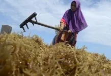 Petani di Kendari Keluhkan Harga Rumput Laut Petani Rumput Laut