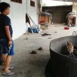 Polres Konawe Grebek Judi Sabung Ayam, Enam Pelaku Diringkus Polres Konawe Grebek Judi Sabung Ayam, Enam Pelaku Diringkus