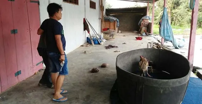 Polres Konawe Grebek Judi Sabung Ayam, Enam Pelaku Diringkus