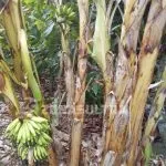 Unik, Buah Pisang di Kolut Ini Tumbuh dari Batangnya Unik, Buah Pisang di Kolut Ini Tumbuh dari Batangnya
