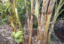 Unik, Buah Pisang di Kolut Ini Tumbuh dari Batangnya Unik, Buah Pisang di Kolut Ini Tumbuh dari Batangnya