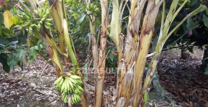 Unik, Buah Pisang di Kolut Ini Tumbuh dari Batangnya