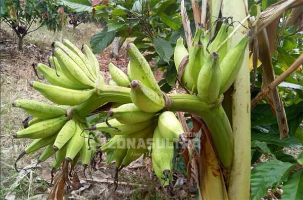 Unik, Buah Pisang di Kolut Ini Tumbuh dari Batangnya