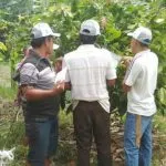 Petani Kolut Akan Menjalini Sekolah Lapang Petani Kolut Akan Menjalini Sekolah Lapang