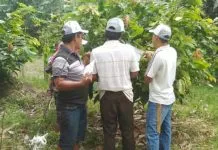 Petani Kolut Akan Menjalini Sekolah Lapang Petani Kolut Akan Menjalini Sekolah Lapang