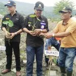 Pemkab Kolut Tanam Perdana Talas Jepang Pemkab Kolut Tanam Perdana Talas Jepang