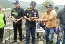 Pemkab Kolut Tanam Perdana Talas Jepang Pemkab Kolut Tanam Perdana Talas Jepang