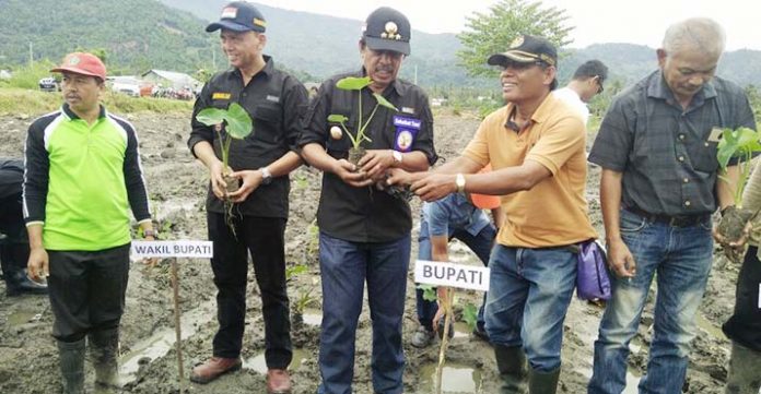 Pemkab Kolut Tanam Perdana Talas Jepang