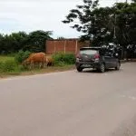 Peternak Sapi di Bombana Membandel, Tafdil : Tangkap Saja Peternak Sapi di Bombana Membandel, Tafdil : Tangkap Saja