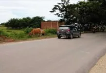 Peternak Sapi di Bombana Membandel, Tafdil : Tangkap Saja Peternak Sapi di Bombana Membandel, Tafdil : Tangkap Saja