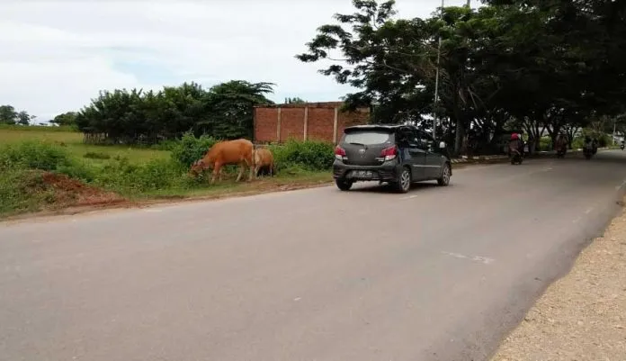 ternak Peternak Sapi di Bombana Membandel, Tafdil : Tangkap Saja