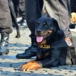 Tim Turunkan Anjing Pelacak Cari Korban Banjir Kolut Tim Turunkan Anjing Pelacak Cari Korban Banjir Kolut