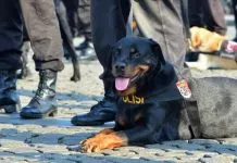 Tim Turunkan Anjing Pelacak Cari Korban Banjir Kolut Tim Turunkan Anjing Pelacak Cari Korban Banjir Kolut