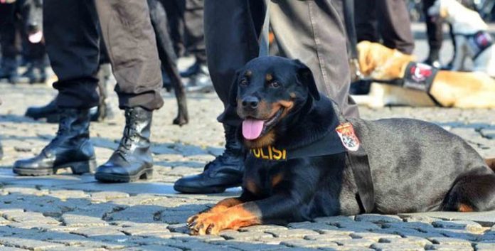 Tim Turunkan Anjing Pelacak Cari Korban Banjir Kolut