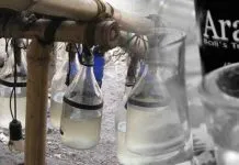 Operasi Cipkon, Polsek Lakudo Amankan Arak Operasi Cipkon, Polsek Lakudo Amankan Arak