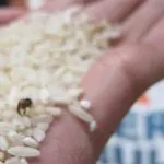 Bau dan Berkutu, 10 Desa di Buton Kembalikan Beras Sejahtera Bulog Bau dan Berkutu, 10 Desa di Buton Kembalikan Beras Sejahtera Bulog