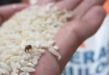 Bau dan Berkutu, 10 Desa di Buton Kembalikan Beras Sejahtera Bulog Bau dan Berkutu, 10 Desa di Buton Kembalikan Beras Sejahtera Bulog