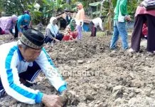 Panti Sosial Minaula Manfaatkan Lahan untuk Terapi Berkebun Lansia Panti Sosial Minaula Manfaatkan Lahan untuk Terapi Berkebun Lansia