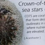 Terumbu Karang Sekitar Pulau Labengki Disinyalir Mulai Hancur Terumbu Karang Sekitar Pulau Labengki Disinyalir Mulai Hancur