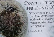 Terumbu Karang Sekitar Pulau Labengki Disinyalir Mulai Hancur Terumbu Karang Sekitar Pulau Labengki Disinyalir Mulai Hancur