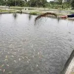 Budidaya Ikan Air Tawar Menjanjikan di Kendari ilustrasi budidaya ikan tawar