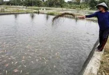 Budidaya Ikan Air Tawar Menjanjikan di Kendari ilustrasi budidaya ikan tawar