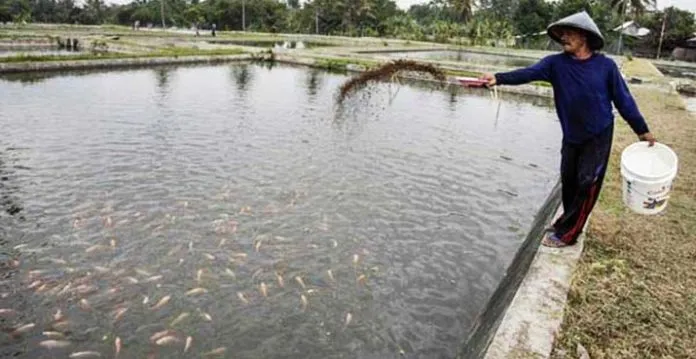 ilustrasi budidaya ikan tawar