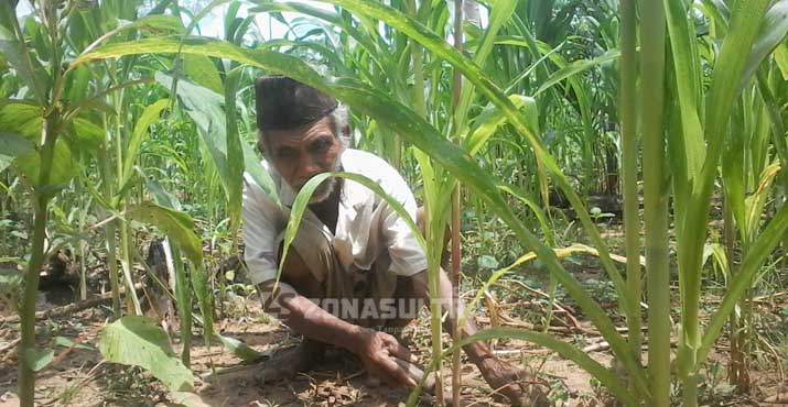 Budidaya Jagung di Tanah “Barakati” dan Rasi Bintang Masyarakat Muna