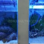 Halo Sultra 2018, Wakatobi Promosikan Lobster dan Ikan Sunu Siap Ekspor Halo Sultra 2018, Wakatobi Promosikan Lobster dan Ikan Sunu Siap Ekspor