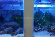 Halo Sultra 2018, Wakatobi Promosikan Lobster dan Ikan Sunu Siap Ekspor Halo Sultra 2018, Wakatobi Promosikan Lobster dan Ikan Sunu Siap Ekspor