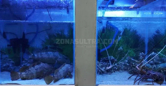 Halo Sultra 2018, Wakatobi Promosikan Lobster dan Ikan Sunu Siap Ekspor