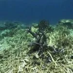 65 Persen Terumbu Karang di Selat Tiworo Rusak Parah Akibat Pengunaan Jaring Katrol ilustrasi terumbu karang rusak