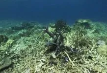 65 Persen Terumbu Karang di Selat Tiworo Rusak Parah Akibat Pengunaan Jaring Katrol ilustrasi terumbu karang rusak