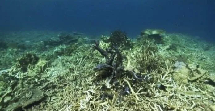 ilustrasi terumbu karang rusak