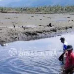 Diserang Virus, Sejumlah Petani Tambak Udang Vaname Kolut Merugi Diserang Virus, Sejumlah Petani Tambak Udang Vaname Kolut Merugi