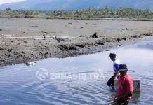 Diserang Virus, Sejumlah Petani Tambak Udang Vaname Kolut Merugi Diserang Virus, Sejumlah Petani Tambak Udang Vaname Kolut Merugi