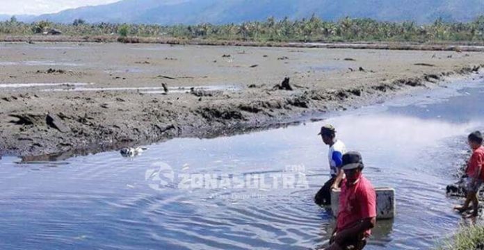 Diserang Virus, Sejumlah Petani Tambak Udang Vaname Kolut Merugi