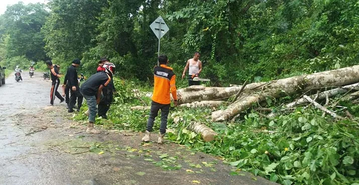 Puluhan Pohon Tumbang dan Rumah Roboh Akibat Hujan dan Angin Kencang di Muna