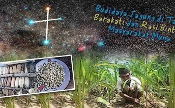 Budidaya Jagung di Tanah “Barakati” dan Rasi Bintang Masyarakat Muna Budidaya Jagung di Tanah “Barakati” dan Rasi Bintang Masyarakat Muna